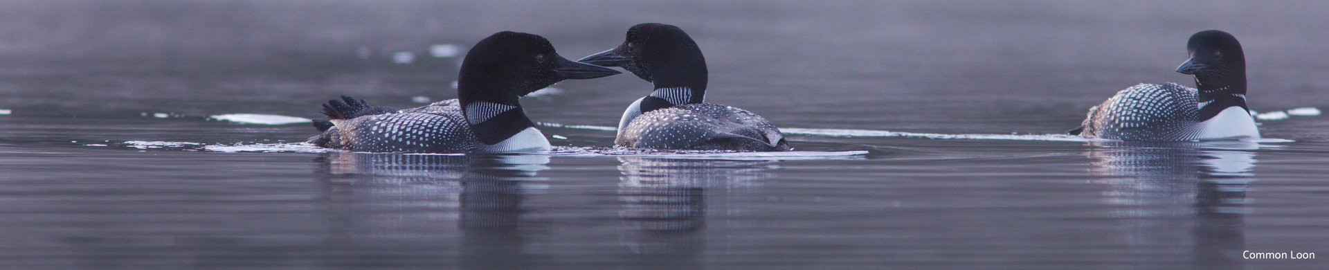 common-loon-dh